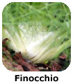 Finocchio